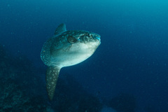 Mola alexandrini