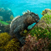 Fernandina Marine Iguana - Photo (c) Simon Pierce, some rights reserved (CC BY-NC), uploaded by Simon Pierce