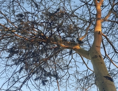 Phragmanthera dschallensis