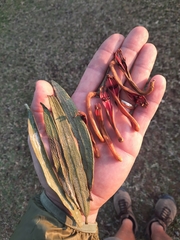 Phragmanthera dschallensis