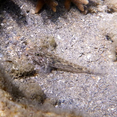 Fusigobius neophytus