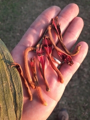 Phragmanthera dschallensis