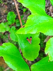 Tricyanaula aurantiaca