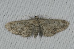 Eupithecia millefoliata