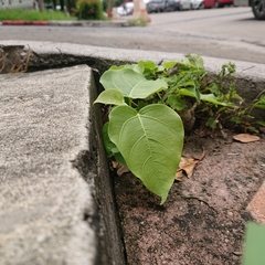 Ficus rumphii