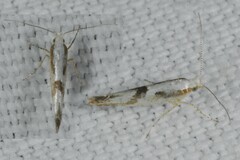 Argyresthia bonnetella