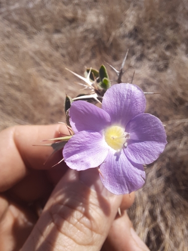 Barleria delamerei image