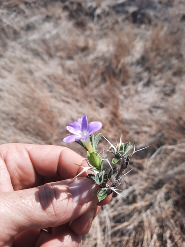 Barleria delamerei image