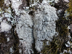 Pertusaria pertusa