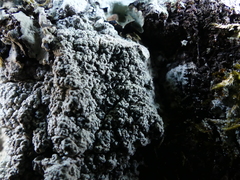 Pertusaria pertusa