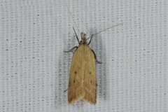 Dichomeris limosellus