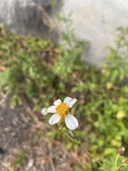 Bidens alba