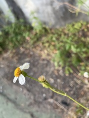Bidens alba