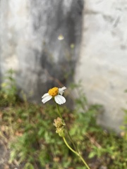 Bidens alba