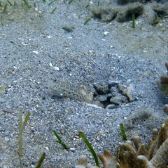 Ctenogobiops aurocingulus