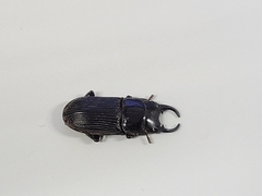 Aegus subnitidus