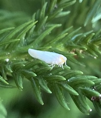 Neocenchrea heidemanni