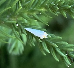 Neocenchrea heidemanni