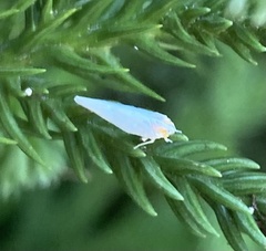 Neocenchrea heidemanni