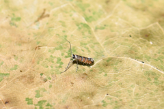 Phyllonorycter stettinensis