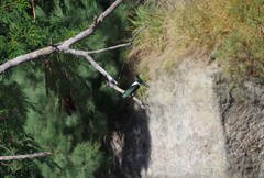 Chloroceryle amazona