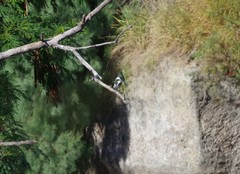 Chloroceryle amazona