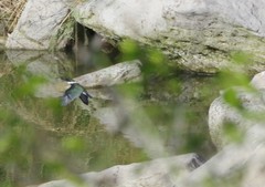 Chloroceryle amazona