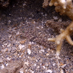 Fusigobius neophytus