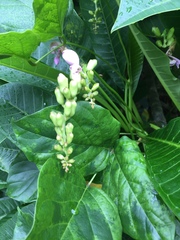 Canavalia cathartica