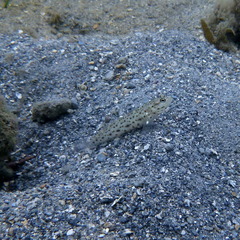 Ctenogobiops aurocingulus