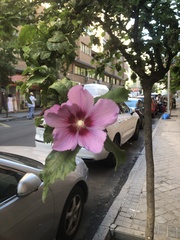 Hibiscus syriacus