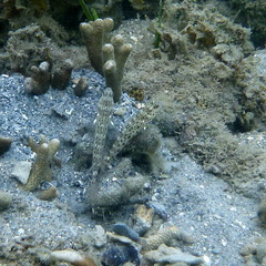 Ctenogobiops aurocingulus