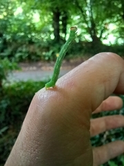 Cyclophora punctaria