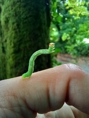 Cyclophora punctaria
