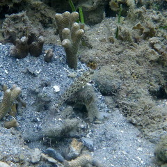 Ctenogobiops aurocingulus