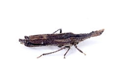 Nacolus