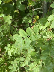Rosa omeiensis