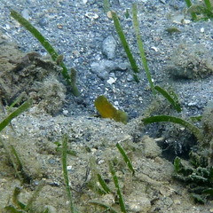 Cryptocentrus fasciatus