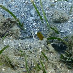 Cryptocentrus fasciatus