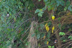 Chloroceryle americana