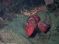 Heteropriacanthus fulgens