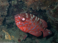 Heteropriacanthus fulgens