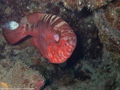 Heteropriacanthus fulgens