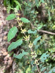 Triumfetta tomentosa