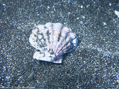 Bractechlamys corallinoides
