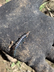 Cormocephalus esulcatus