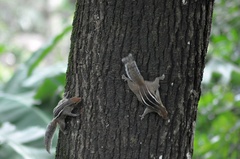 Funambulus tristriatus