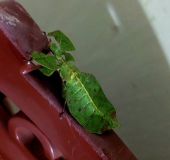 Pulchriphyllium agathyrsus