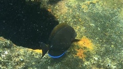 Acanthurus dussumieri