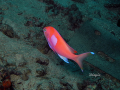 Pseudanthias pleurotaenia